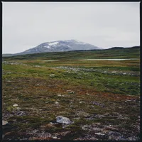 Tundra | Gidge